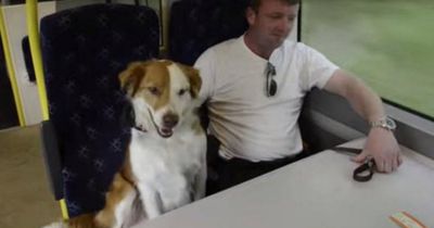 Dieser Hund strotzt vor Kreativität