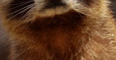 Diese niedlichen Tiere breiten sich in Deutschland aus