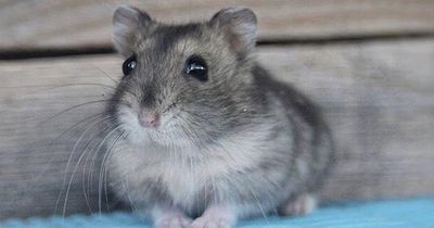 Ihr Hamster rührte sich tagelang nicht vom Fleck. Was der Tierarzt fand, ist unglaublich!