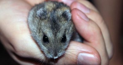 Ihr Hamster rührte sich tagelang nicht vom Fleck. Was der Tierarzt fand, ist unglaublich!