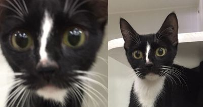 Total verrückt: Diese Katze hat die längsten Beine, die du je gesehen hast!
