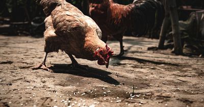 Die traurige Realität: So geht es Nutztieren in Deutschland