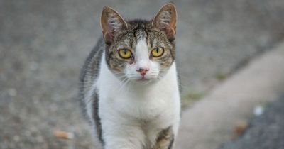 Unglaubliche Fakten über Katzen