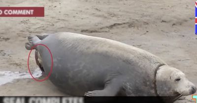 Unglaublich seltene Aufnahmen: