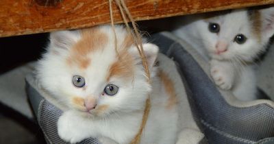 Auf diesem Hof leben 57 Katzen