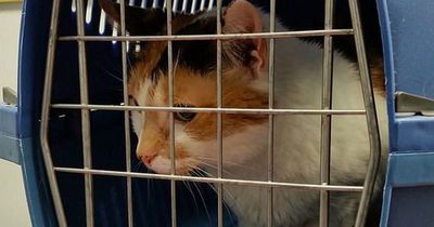 So gewöhnt man Katzen richtig an Transportboxen