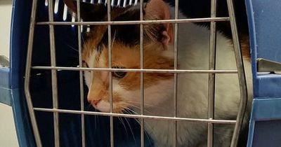 So gewöhnt man Katzen richtig an Transportboxen