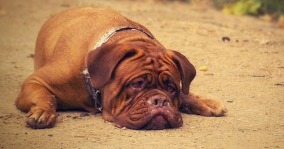 Als sein Hund stirbt, erweist er ihm eine ganz besondere letzte Ehre