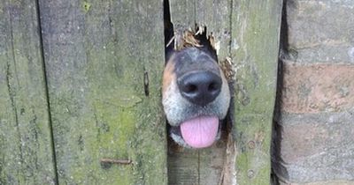 Dieser Hund hat eine ganz besondere Marotte