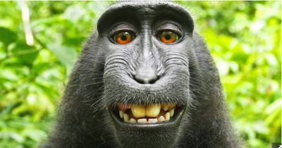 So trieb ihn dieses Selfie in den Ruin