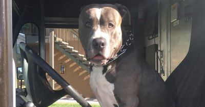 Dieser Hund liebt Postboten - und einen ganz besonders
