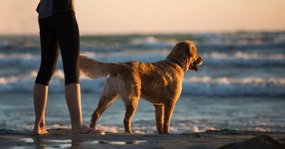 Ihr Hund ist blind - doch als er das Mädchen schreien hört, ist ihm das egal