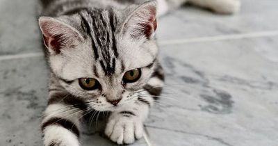 Das solltest du niemals mit deiner Katze machen!