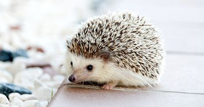 Dieser Igel hat keine Stacheln und das ist der Grund dafür